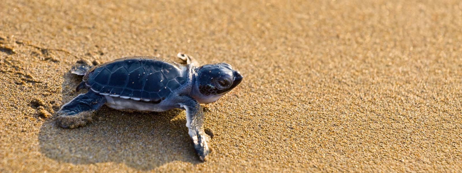 Baby loggerhead turtle walking on sand web