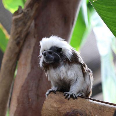 cotton top tamarin