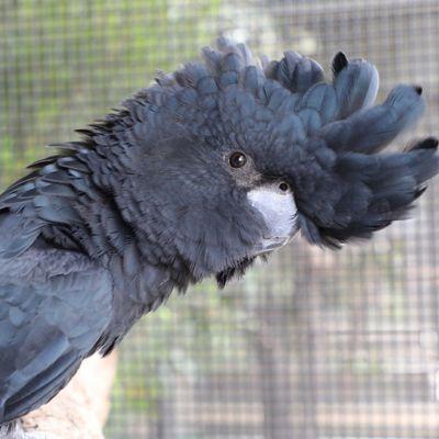 black cockatoo