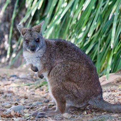 wallaby