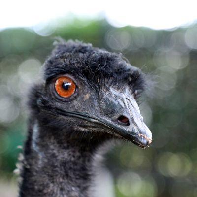 emu head