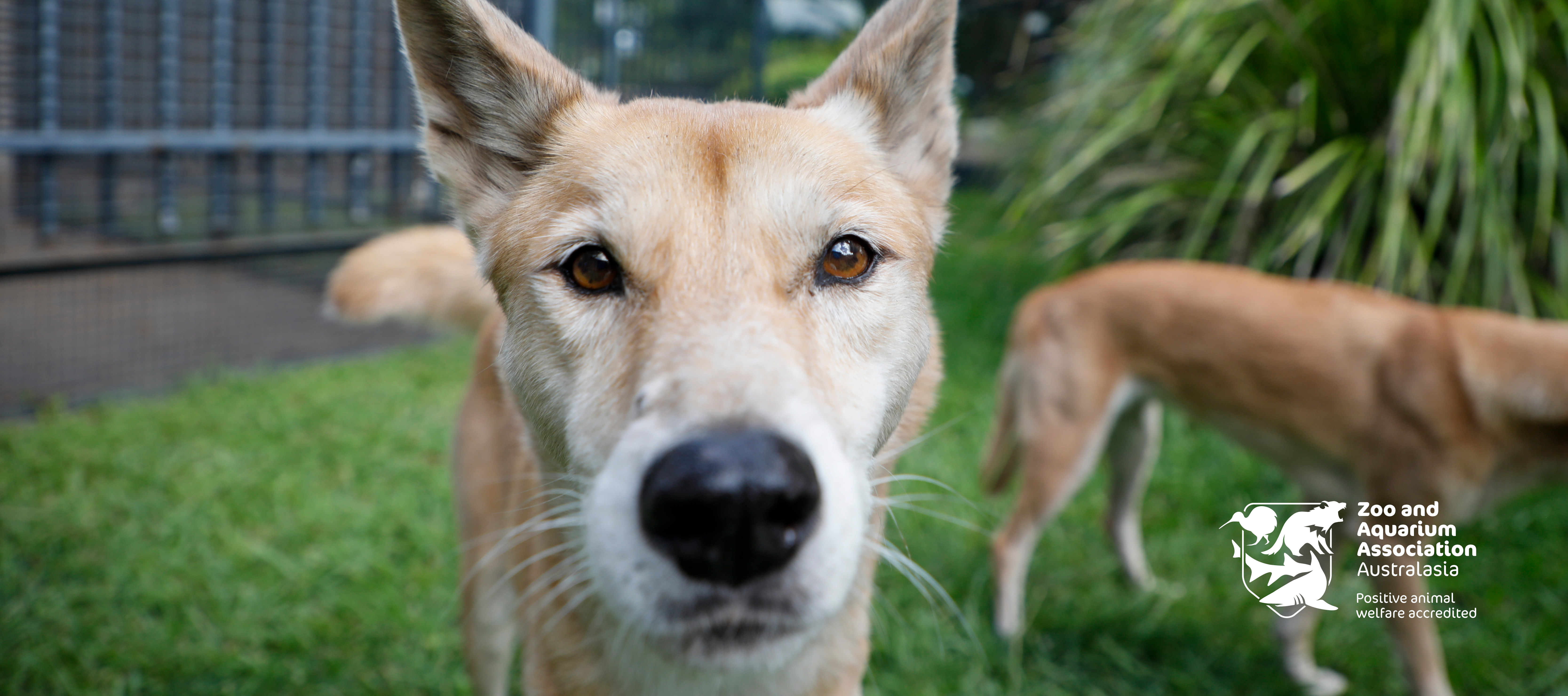 Alexandra Park Zoo dingo