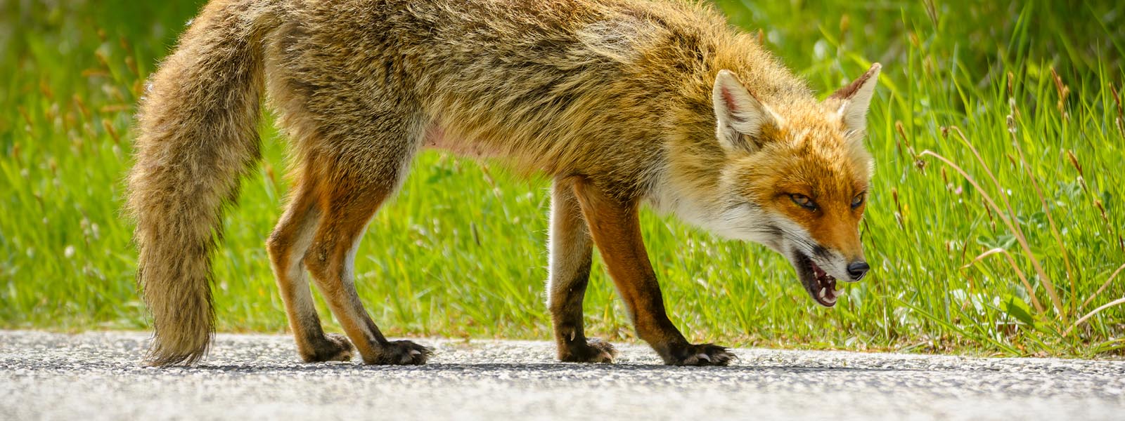 Feral fox