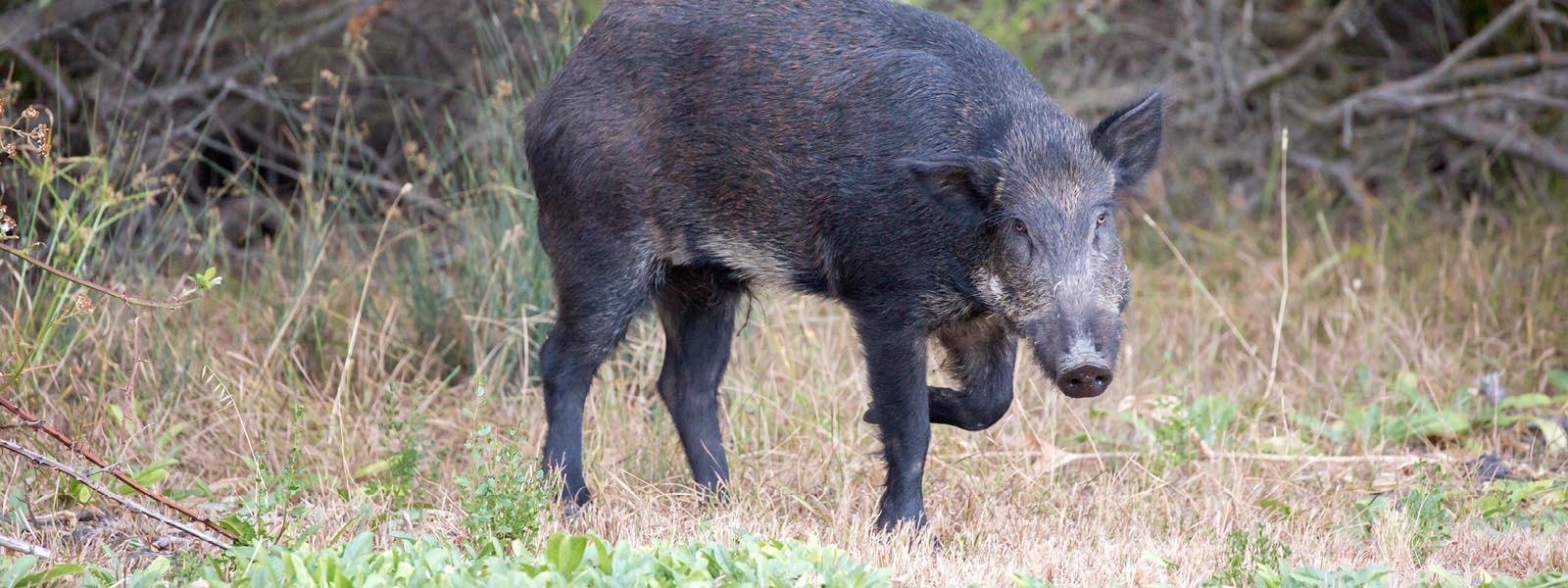 Feral pig