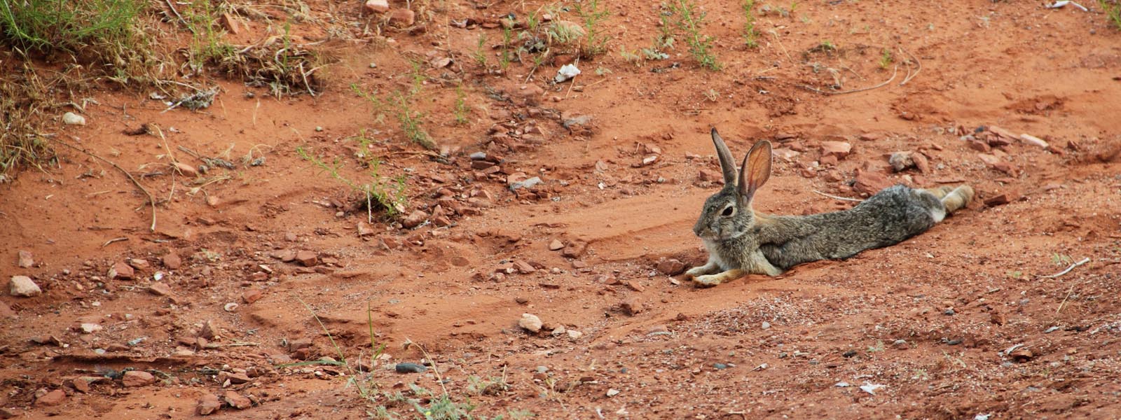Feral rabbit pest species lying in red dirt