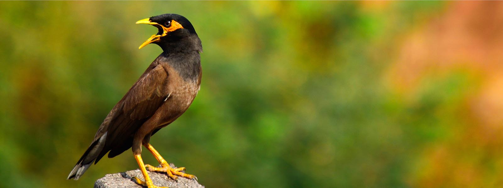 Indian myna pest bird