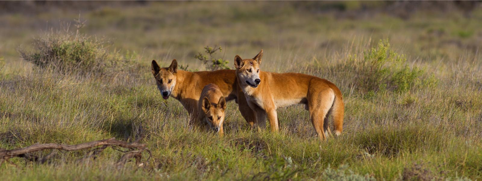 Pack of dingoes