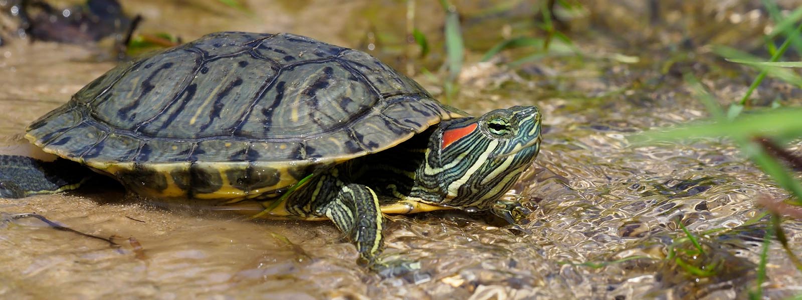 Red eared slider turtle