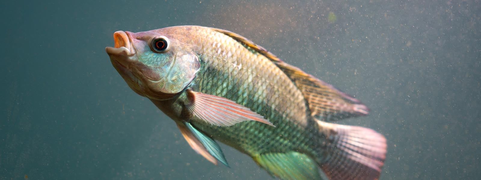 Tilapia pest fish