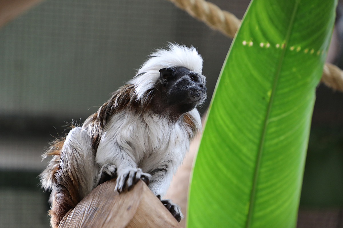 Zoo Keeper Talks